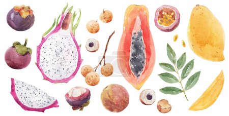 Téléchargez les photos : Beau clip art illustration sertie d'aquarelle savoureux fruits tropicaux. Aliments végétaliens sains. - en image libre de droit
