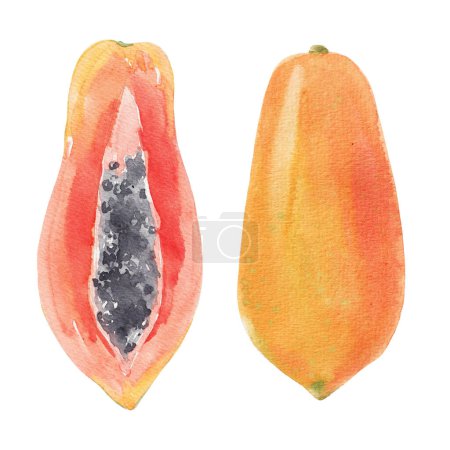 Photo for Beautiful stock clip art illustration with watercolor tasty papaya fruit. Healthy vegan food. - Royalty Free Image