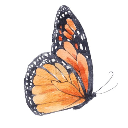 Foto de Hermosa imagen clip art con mariposas acuarela dibujadas a mano lindo. Ilustración general. - Imagen libre de derechos