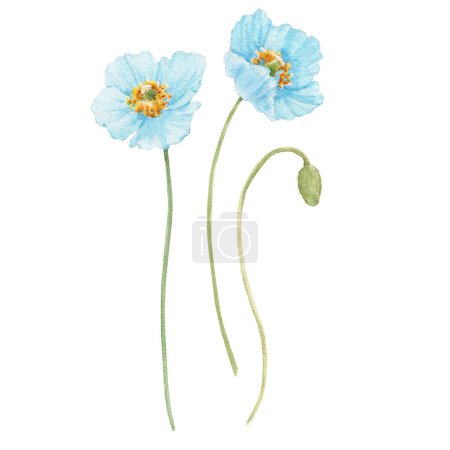 Foto de Beautiful floral stock illustration with watercolor blue poppy flowers. - Imagen libre de derechos