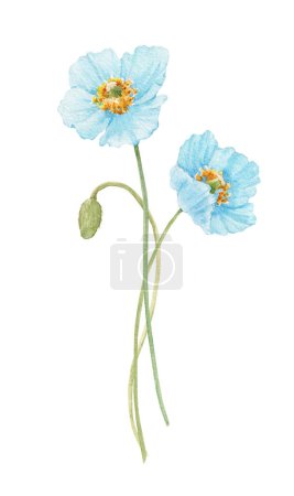 Photo for Beautiful floral stock illustration with watercolor blue poppy flowers. - Royalty Free Image