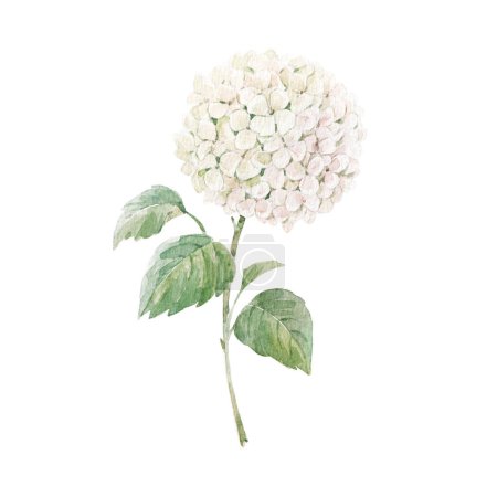 Hermosa ilustración floral stock con acuarela flor hortensia blanca.