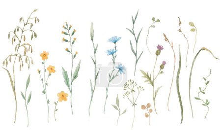 Beautiful floral set with watercolor gentle wild herbs and flowers. Stock illustration.