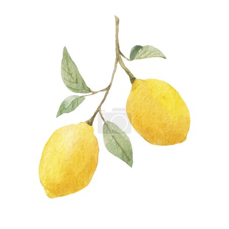 Téléchargez les photos : Belle image avec aquarelle citrons jaunes et fleurs. Illustration clip art. - en image libre de droit