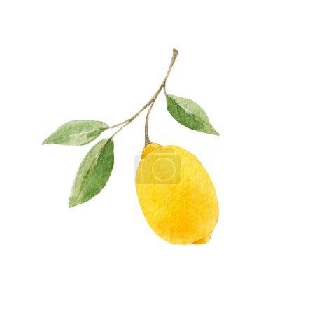 Foto de Hermosa imagen con acuarela limones amarillos y flores. Stock clip ilustración de arte. - Imagen libre de derechos