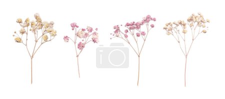 Photo for Beautiful floral set with wild dried gypsophila flowers. Stock illustration. - Royalty Free Image