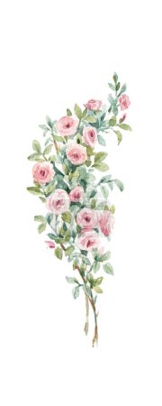 Photo for Hand drawn stock watercolor illustration with gentle rose bush. Clipart. - Royalty Free Image