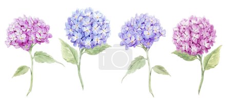 Photo for Beautiful floral set with watercolor hydrangea flowers. Nature illustration. Stock clip art. - Royalty Free Image