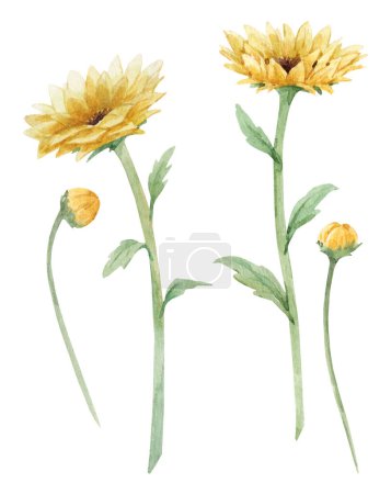 Photo for Beautiful floral set with watercolor sunflowers. Nature illustration. Stock clip art. - Royalty Free Image