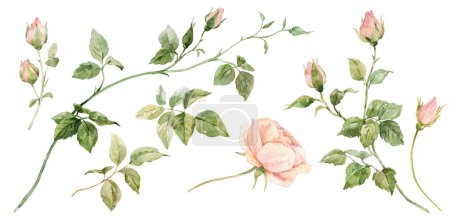 Photo for Beautiful floral set with watercolor rose flowers. Nature illustration. Stock clip art. - Royalty Free Image