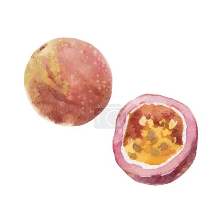 Téléchargez les illustrations : Beautiful vector stock clip art illustration with watercolor tasty passion fruit. Healthy vegan food. - en licence libre de droit