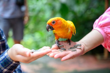 Foto de Sun conure parrot or Aratinga solstitialis colorful bird that eats sunflower seeds from the hand of mother and son. Bird lovers,  International bird day concept - Imagen libre de derechos