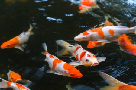 Téléchargez les photos : Vue du dessus du poisson carpe - Groupe de carpes koï nageant dans la piscine, poisson carpe fantaisie - en image libre de droit