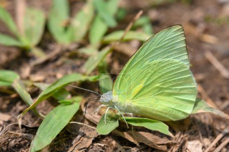 Photo for Catopsilia pomona, the common emigrant or lemon emigrant in Thailand. Green butterfly - Royalty Free Image