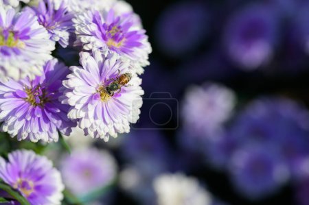 Lila Blüten von Michaelmas Daisy (Aster Amellus), Aster alpinus, Asteraceae violett blüht im Sommer im Garten zusammen mit einer Biene, die Pollen oder Nektar sammelt