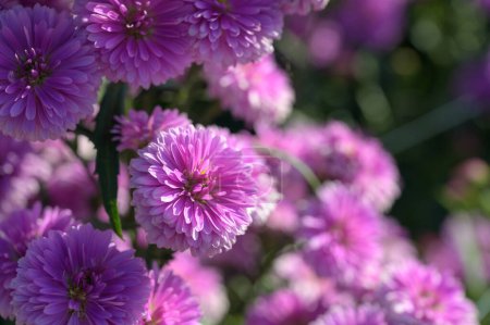 Pink flowers of Michaelmas Daisy (Aster Amellus), Aster alpinus, Asteraceae violet blooms growing in the garden in summer with copy space