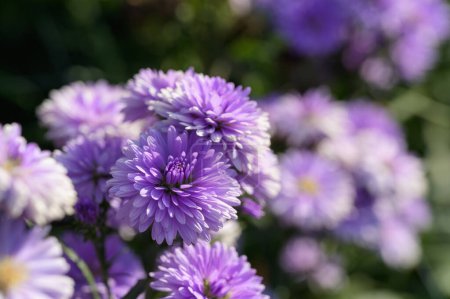 Purple flowers of Michaelmas Daisy (Aster Amellus), Aster alpinus, Asteraceae violet blooms growing in the garden in summer with copy space