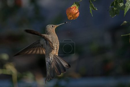 giant hummingbird feeding in flight