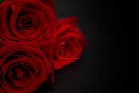Photo for Three red roses on a black background. Copy space. Festive wallpapers. - Royalty Free Image