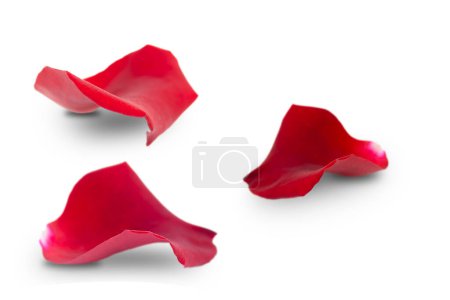 Set of red rose petals isolated on white background. Clipping path.