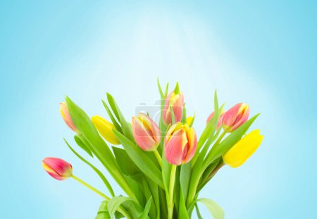 Téléchargez les photos : A bouquet of beautiful tulips on a blue background. Copy space. Spring holiday background. - en image libre de droit