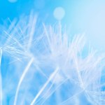 Abstract natural background. Macro of dandelions on a blue background. Nature wallpaper.