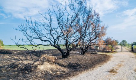 Foto de Árbol y tierra carbonizados después de un incendio debido a la sequía. - Imagen libre de derechos