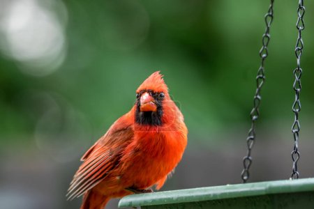 Téléchargez les photos : Cardinal du Nord mâle, dans une mangeoire. - en image libre de droit
