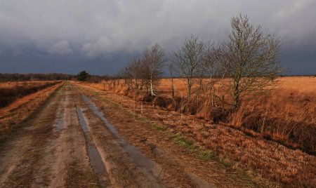 Bargerveen par un jour d'hiver pluvieux. Cette réserve naturelle fait partie du Bourtanger Moor, une tourbière des provinces néerlandaises de Drenthe et Groningue et des districts allemands limitrophes de Bentheim et Emsland.