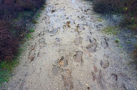 Schritte auf einem Weg, der mit Regenwasser gefüllt ist. Es regnet den ganzen Tag