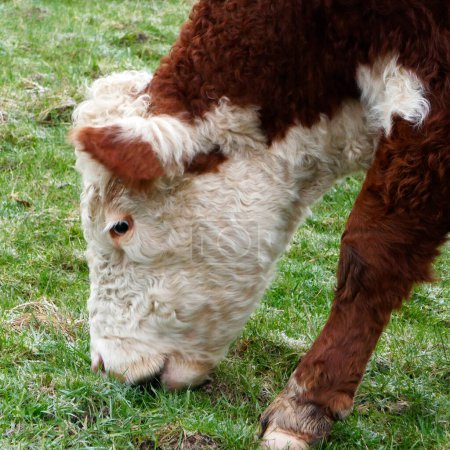 Téléchargez les photos : Portrait of a red-white Hereford cow grazing. Location: Hardenberg, Netherlands - en image libre de droit