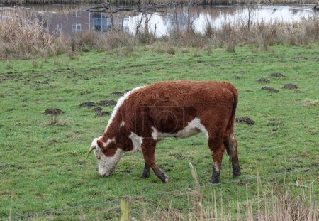 Téléchargez les photos : A red-white Hereford cow grazing. She stands on the floodplains of the Vecht near Hardenberg, the Netherlands - en image libre de droit