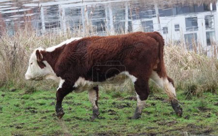Téléchargez les photos : Hereford cow with mud on its feet walks along a river. Reflections of houses in the water - en image libre de droit
