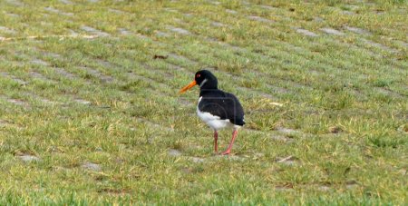 Photo for An Eurasian oystercatcher (Haematopus ostralegus)  searching for food in the grass. Location: Hardenberg, the Netherlands - Royalty Free Image