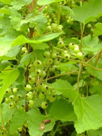 Photo for A redcurrant bush in May with unripe green berries. - Royalty Free Image