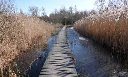 Téléchargez les photos : Le dernier morceau de forêt ancienne aux Pays-Bas. Beekbergerwoud est un carr avec forêt et roseau poussant dans un environnement humide et marécageux - en image libre de droit