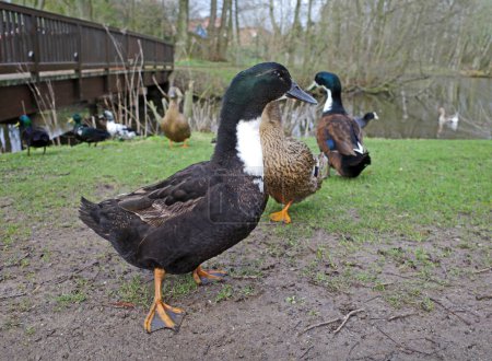 Photo for Tense duck waits for food. Behind him comes the competition - Royalty Free Image