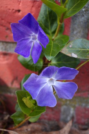 Téléchargez les photos : Fleurs de pervenche bleu Vinca majeur ou bigleaf contre un mur de jardin en brique rouge - en image libre de droit