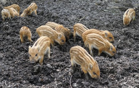 Photo for Group of Squeakers. Wild boar babies tossing their snouts in the mud - Royalty Free Image