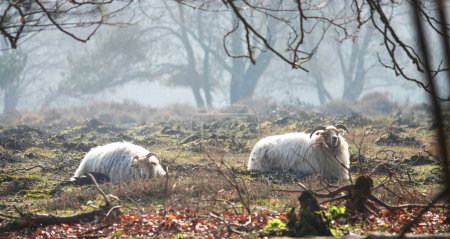 Foto de Dos ovejas Drenthe Heath yacen en un brezal por la mañana temprano. La niebla de la mañana aún pende sobre el brezal. Esta raza es la más antigua que sobrevive raza de ovejas en Europa. - Imagen libre de derechos