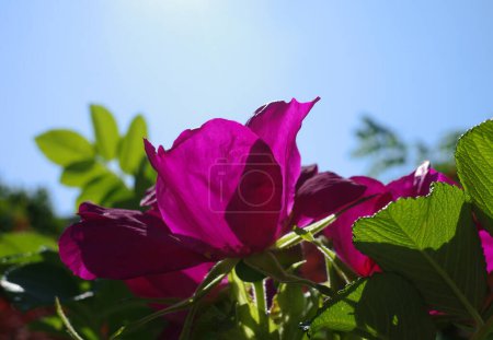 Foto de Rosa de color magenta. Es una rosa rugosa. Otros nombres para esta planta son rosa de playa, rosa japonesa, rosa de Ramanas, lechuga - Imagen libre de derechos