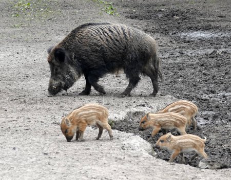 Photo for A female wild boar and four boarlets. One sow and piglets that are part of  a sounder. - Royalty Free Image