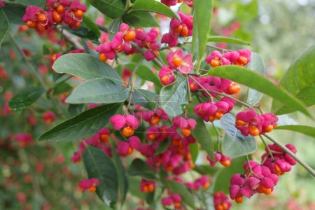 Opened Euonymus europaeus or common spindle flowers with orange poisonous fruits