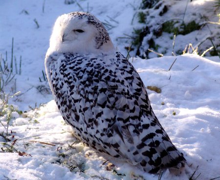 A female snowy owl or Bubo scandiacus sits in the snow and enjoys the sun rays