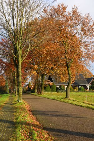 Téléchargez les photos : Route à voie unique droite avec sentier pédestre en automne en Allemagne - en image libre de droit