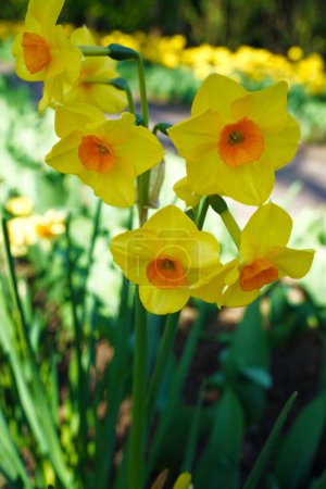 Photo for Yellow tazetta daffodil with an orange heart - Royalty Free Image