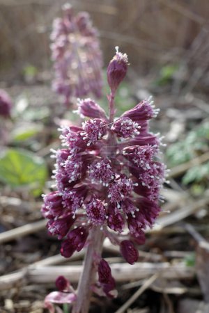 Petasites hybridus fleur apparaissant en mars de cette année. Il a beaucoup plu et le sol a été trempé.