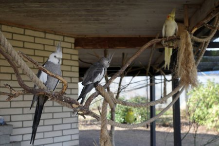 Two white-faced cockatiel and one lutino cockatiel in a large cage. In the background a blurred budgie