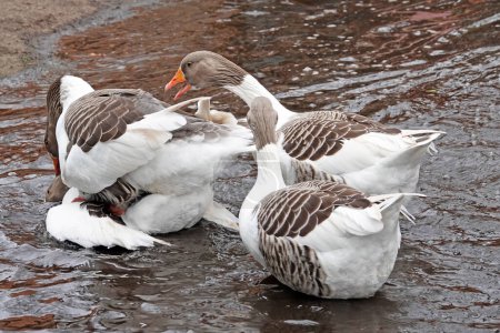 Mating geese with two annoyed spectators in brown water
