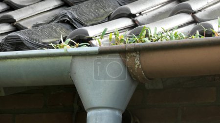 Photo for Small trees have germinated in this drainpipe. Location: Neugnadefeld, Germany - Royalty Free Image